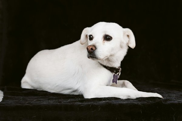 Was sind die besten Tipps zur Vermeidung von Trennungsangst bei Hunden?